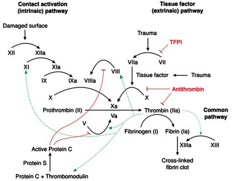 Prothrombin, prothrombin time, prothrombin time test & prothrombin gene mutation