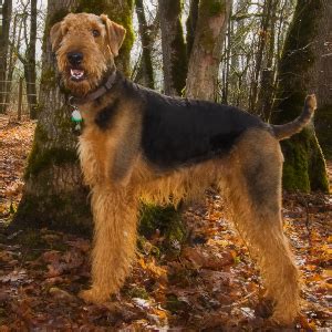 Airedale Terrier Facts - Wisdom Panel™ Dog Breeds