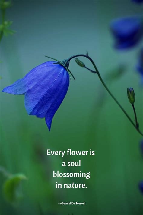 soulful quote with a blue flower..."Every flower is a soul blossoming in nature." Gerard De ...