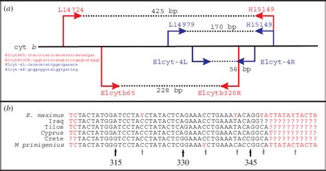 (a) Schematic representation of the cytochrome b gene and positions of... | Download Scientific ...