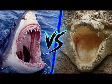 Saltwater Crocodile Vs Great White Shark Animal Face Off