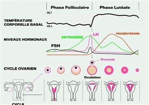 Comprendre le cycle féminin et son fonctionnement