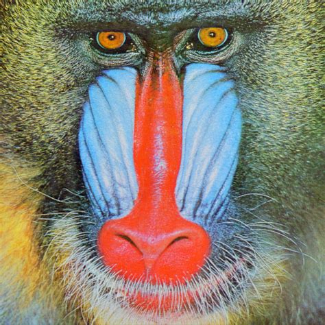 baboon pic — Connected Accounts | Baboon, Mandrill, Primates