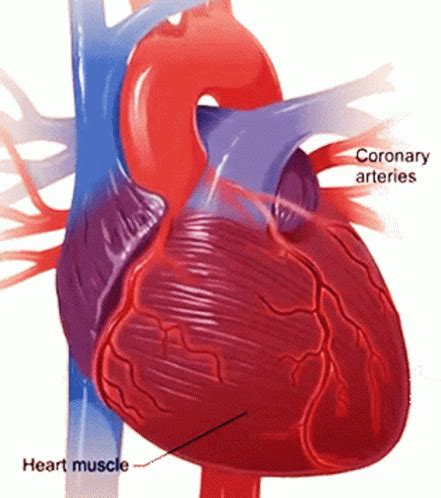 Corona Arteries Heart Muscle Sticker - Corona Arteries Heart Muscle ...