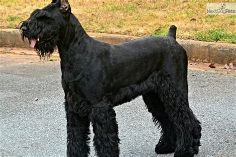 Schnauzer, Giant puppy for sale near Atlanta, Georgia. | 1829164e-fc61