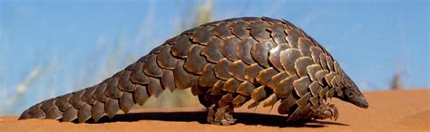 Pangolin scale seizures jumped 10 times between 2014 and 2018: UN report