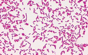 Pseudomonas fluorescens