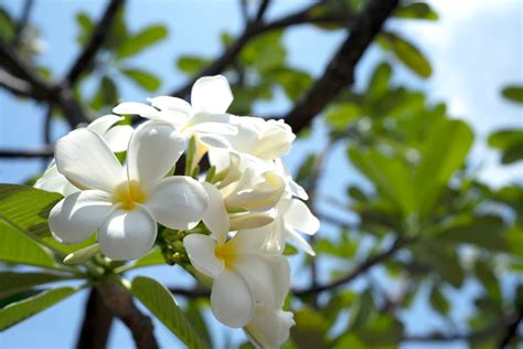 Everything You Need To Know About Plumeria in Hawaiʻi - Hawaii Magazine