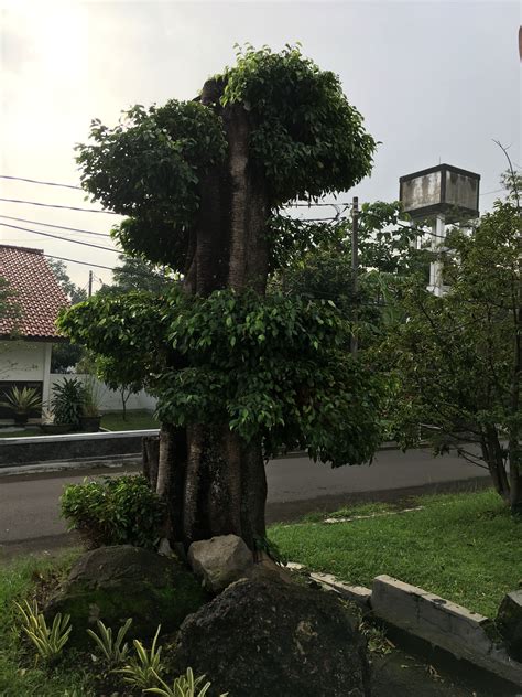 Bonsai pohon beringin | Bonsai, Plants, Tree