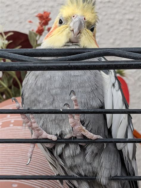 Poo stain or starting of a sore? : r/parrots