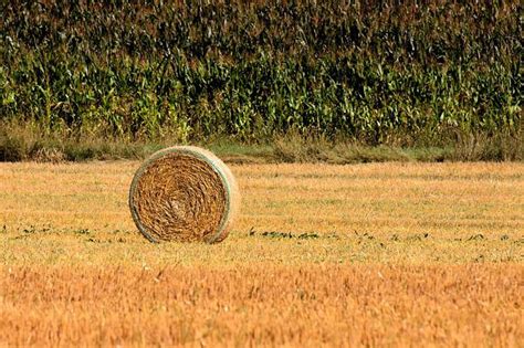 Hay Bales Landscape Farm Yard - Free photo on Pixabay - Pixabay