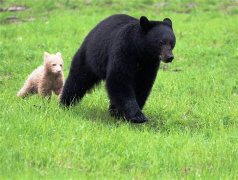 Rare bear creates buzz - BC News - Castanet.net