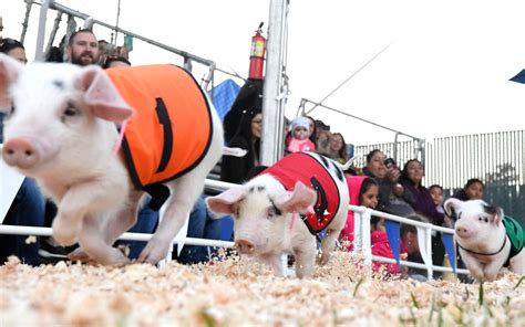 Pig racing -- cute or cruel? The answer isn't simple