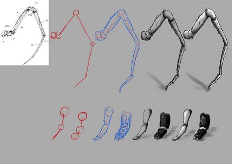 ArtStation - Spider Anatomy study