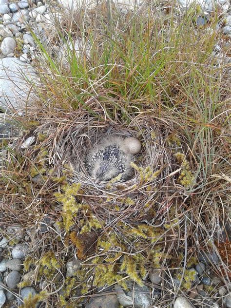 Horned lark nest stock image. Image of bird, subspecies - 67798749