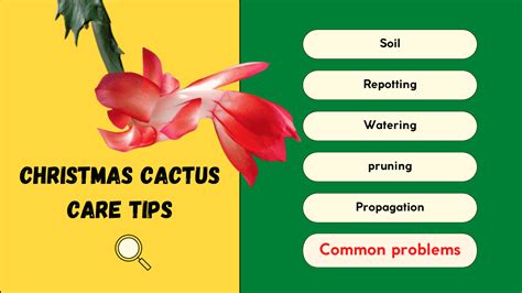 How to care for your Christmas Cactus? Complete Guide