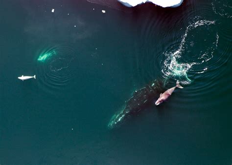 Discovery of Bowhead whale genes offer hope of extending human life