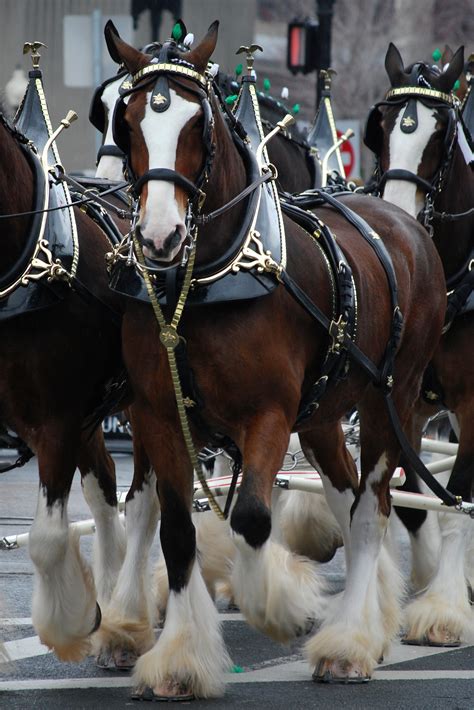 🔥 [50+] Clydesdales Wallpapers | WallpaperSafari