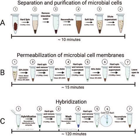 Fluorescence in situ hybridization POP protocol methodology. Steps... | Download Scientific Diagram