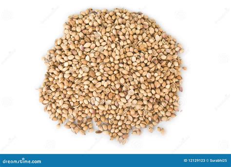 Dried coriander stock image. Image of pepper, brown, cilantro - 12129123