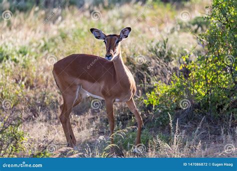 A Portrait of an Impala Antelope in the Savannah of Kenya Stock Photo ...