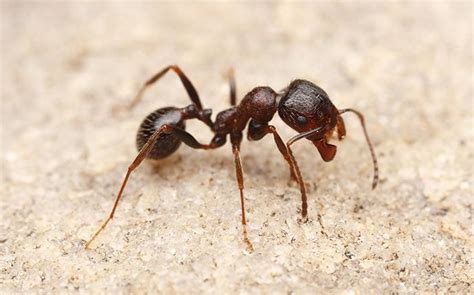 Comprehensive Guide To Ant Identification & Ant Control