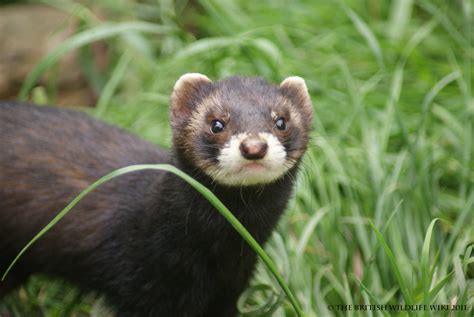 Polecat - British Wildlife Wiki