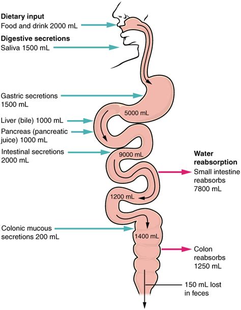 Chemical Digestion and Absorption: A Closer Look · Anatomy and Physiology