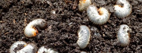 White Grubs In Garden | Facts, Diet, Habitat & Life Cycle