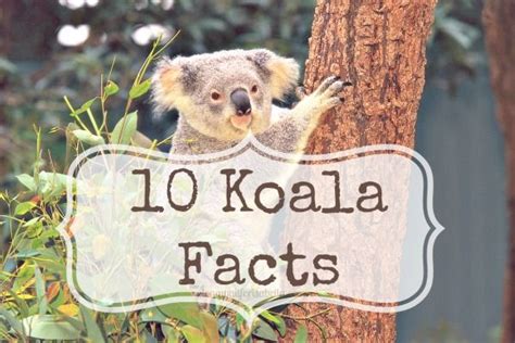 10 Koala Facts | Fur babies and Cat