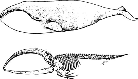 Bowhead whale plus skeleton (from McCartney, 1980b). | Download ...