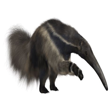 Anteater PNG Images (Transparent HD Photo Clipart) | Photo clipart ...