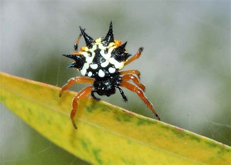 Jewel Spider - Austracantha minax