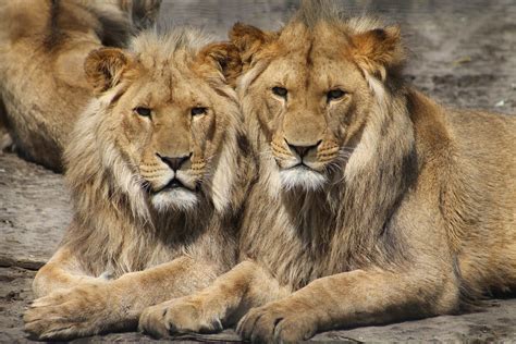 Two male lions were mating in a wildlife park and the photo has gone viral - Star Observer