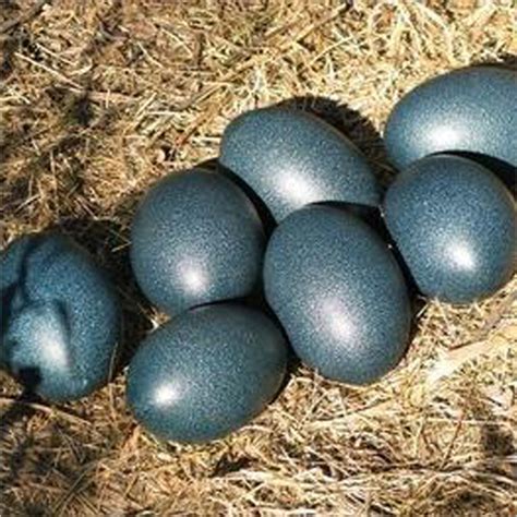 Kadaknath Poultry Egg Egg Size: Standard at Best Price in Koregaon | Kisan Agro Farm