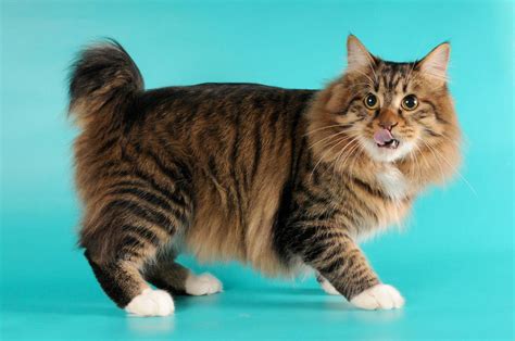 American Bobtail Cat Personality and Behavior