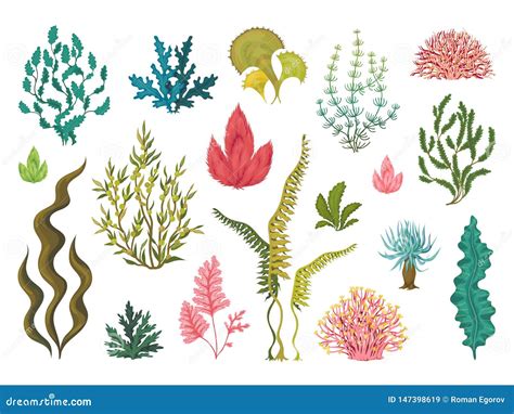 Seaweeds Or Plants And Aquatic Marine Algae Vector Set | CartoonDealer ...