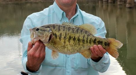 Colorado River Guadalupe Bass Is Potential State, World Record – Texas Outdoors Journal