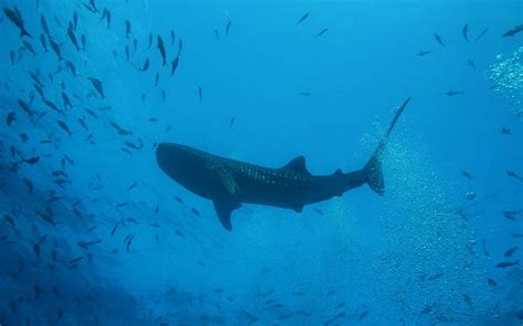 Sharks in the Galapagos - Galapagos Islands Blog