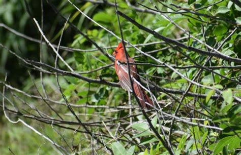 Spring Migration is in Full 'Wing' | Newsroom