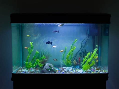 Different Types Of Aquarium Filters