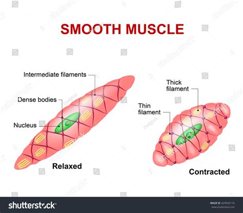 Smooth Muscle Tissue. Anatomy Of A Relaxed And Contracted Smooth Muscle Cell Stock Photo ...