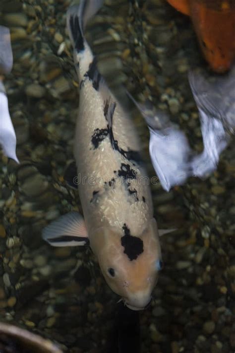 White Koi Fish in Pond Top View with Water Reflections Stock Image - Image of gardening, life ...