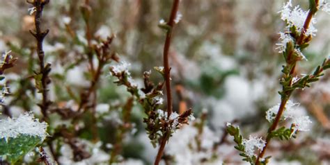 Free photo: Snowy Forest - Woods, Snow, Nature - Free Download - Jooinn