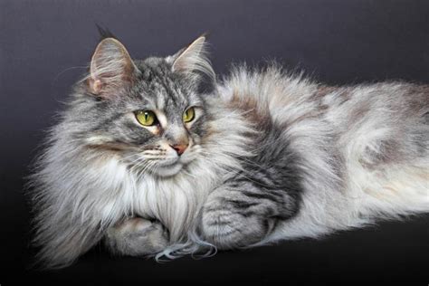 Types of Domestic Longhair Cats | LoveToKnow