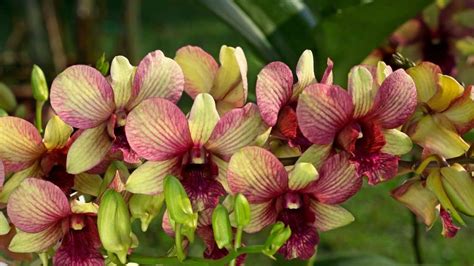 Bunga Anggrek Dendrobium - De Orchids