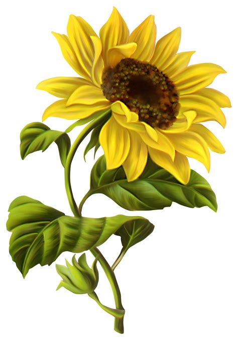 Common sunflower Watercolor - Free Sunflower Images | Sunflower drawing, Sunflower painting ...