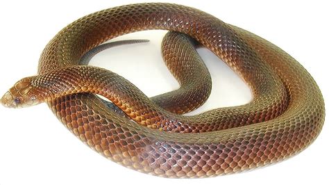 Mulga snake - Wikipedia