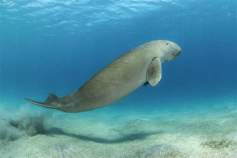 #3 Two day Dugong watching tour near Coron - Best diving in the Philippines