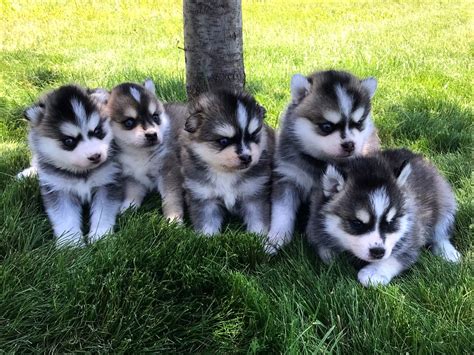 PUPPIES | Pomsky Northerns